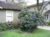 Our Mountain Laurel during a good spring