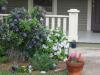 Close-up of porch flowers