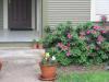 Mike picked and planted the snapdragons this year