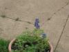 Bluebonnets!